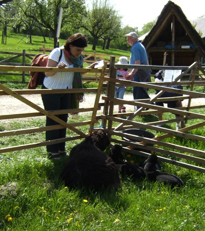 bergschaf-1.JPG